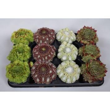image SEMPERVIVUM VARIES