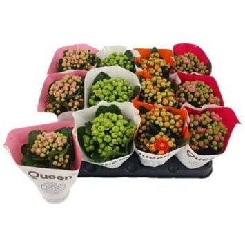 image KALANCHOE QUEEN