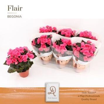 image BEGONIA ADONIA PINK