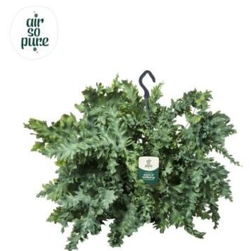 image PHLEBODIUM SUSP