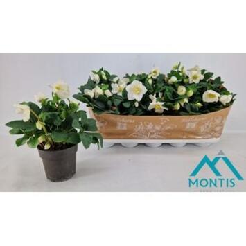 image HELLEBORE CHRISTMAS CAROL XL