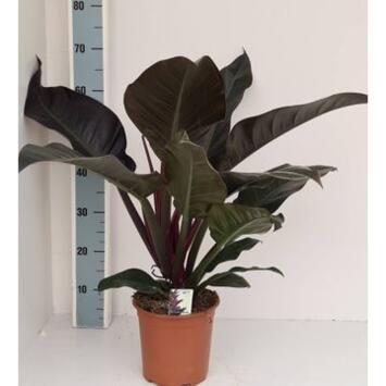 image PHILODENDRON IMPERIAL RED