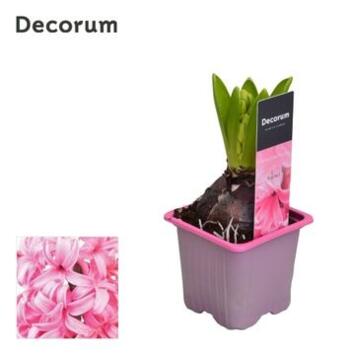 image JACINTHE PINK PEARL 1PP