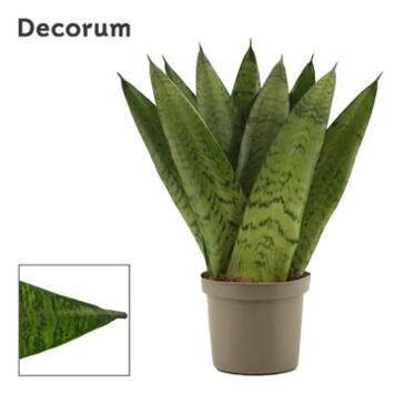 image SANSEVERIA ZEYLANICA