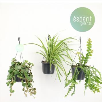image PLANTES VERTES VARIEES SUSP