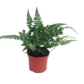 image RUMOHRA ADIANTIFORMIS