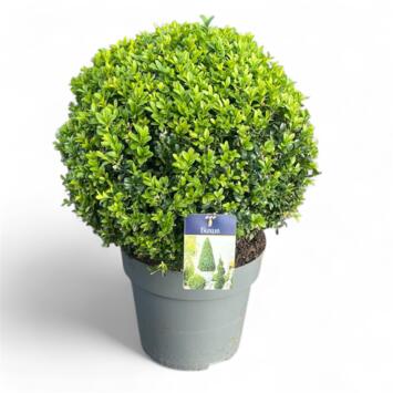image BUXUS SEMPERVIRENS