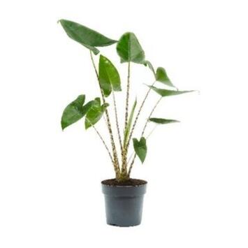 image ALOCASIA ZEBRINA