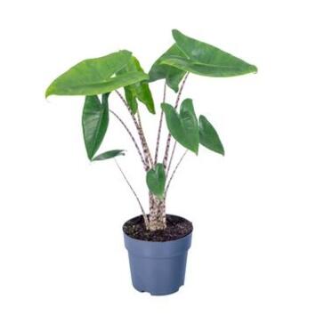 image ALOCASIA ZEBRINA