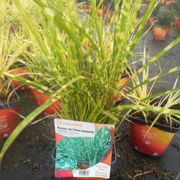 image MISCANTHUS SINENSIS GOLD BAR