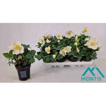 image HELLEBORE CHRISTMAS CAROL