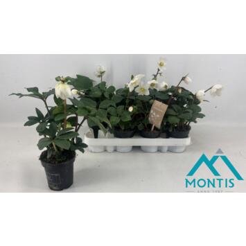 image HELLEBORE CHRISTMAS CAROL