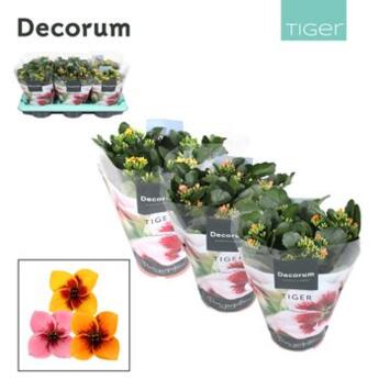 image KALANCHOE TIGER