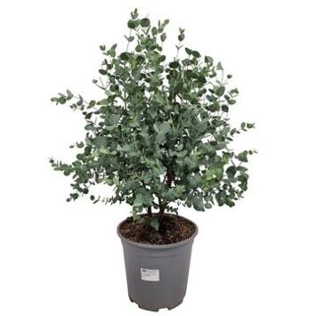 image EUCALYPTUS GUNNII