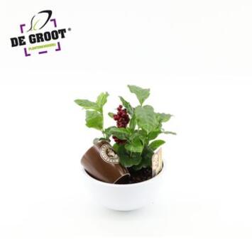 image COFFEA ARABICA COUPE CERAM DECO