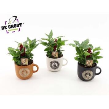 image COFFEA ARABICA CERAM MUG