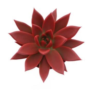 image ECHEVERIA TEINTE ROUGE