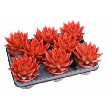image ECHEVERIA TEINTE ROUGE