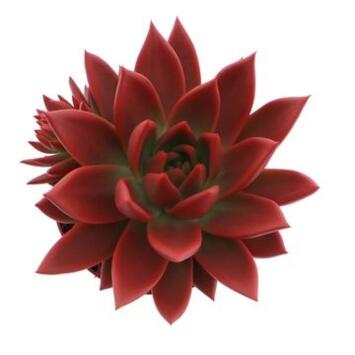 image ECHEVERIA TEINTE ROUGE