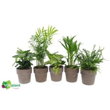 image PLANTES VERTES VARIEES P TERRACOTTA