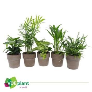 image PLANTES VERTES VARIEES P TERRACOTTA