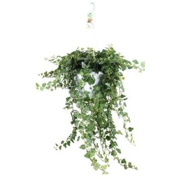 image HEDERA WONDER SUSP