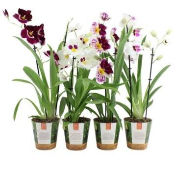 image MILTONIA 2BR VARIES POTCOVER
