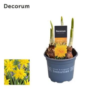 image NARCISSE T.A.T.