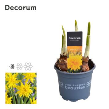 image NARCISSE T.A.T.