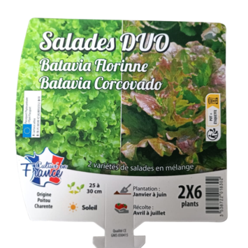 image DUO BATAVIA FLORINE/CORCOVADO BQ12