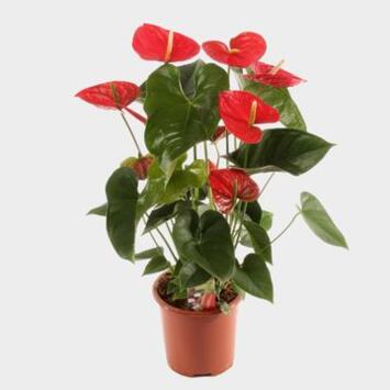 image ANTHURIUM ANDREANUM RED WINNER
