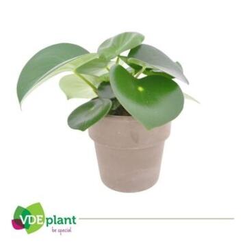 image PEPEROMIA RAINDROP P TERRE