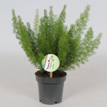 image ASPARAGUS MEYERS