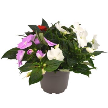 image IMPATIENS GUINEE 3COULEURS