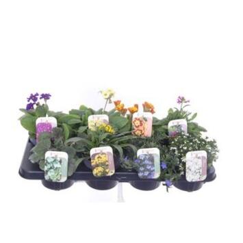 image VIVACES VARIEES