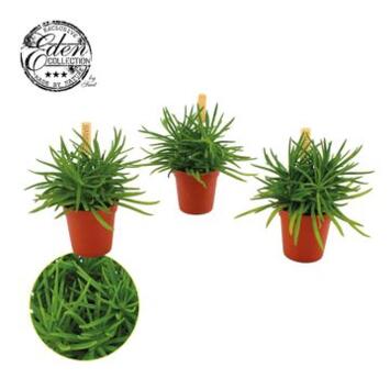 image SENECIO HIMALAYA