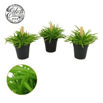 image SENECIO HIMALAYA