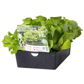 image LAITUE ADELYS BQ24
