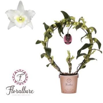 image DENDROBIUM 2BR NOBILE BLANC ARCEAU