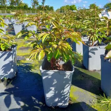 image PAEONIA PIVOINE DR A FLEMING