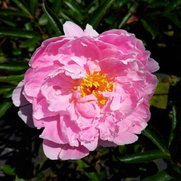 image PAEONIA PIVOINE SARAH BERNARDT