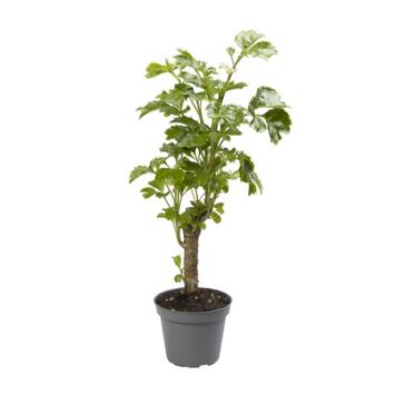 image ARALIA BALFOURIANA TIGE