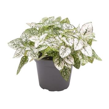 image HYPOESTES BLANC