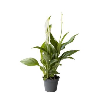 image SPATHIPHYLLUM CUPIDO