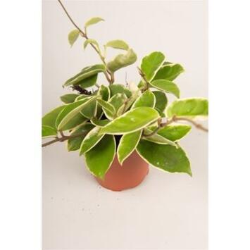 image HOYA CARNOSA KRIMSON QUEEN 4PP