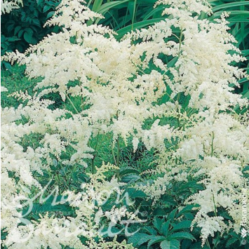 image ASTILBE YOUNIQUE WHITE