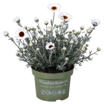 image RHODANTHEMUM CASABLANCA