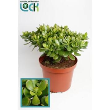 image CRASSULA OVATA