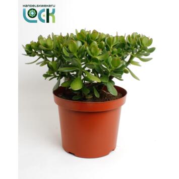 image CRASSULA OVATA