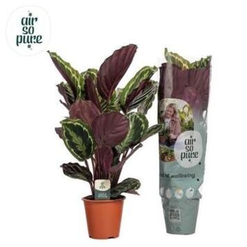 image CALATHEA MEDAILLON